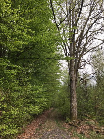 Stig (Längd: 2,2 kilometer) Jättabergets naturreservat