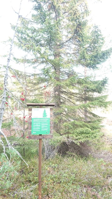 Informationstavla Granen Naturstigen