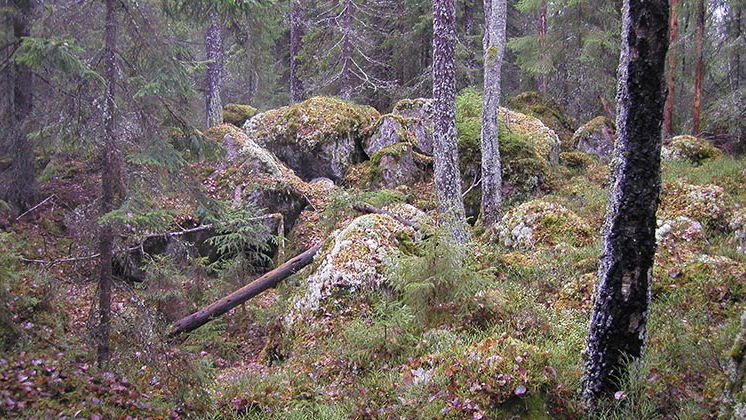 Pippelåsarna, Naturreservat