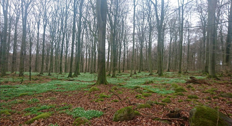 Bokskog.