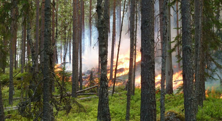 Tenningbrändan, är en skog uppkommen efter en brand. Skogen tändes återigen på, men nu på uppdrag av länsstyrelsens förvaltare