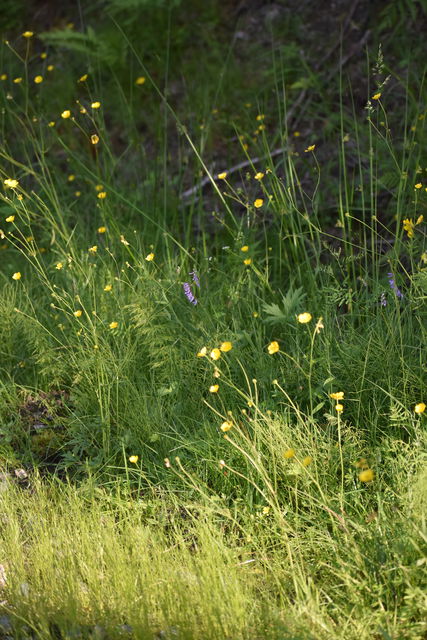 På bilden ser man blommor som finns i Naturreservatet