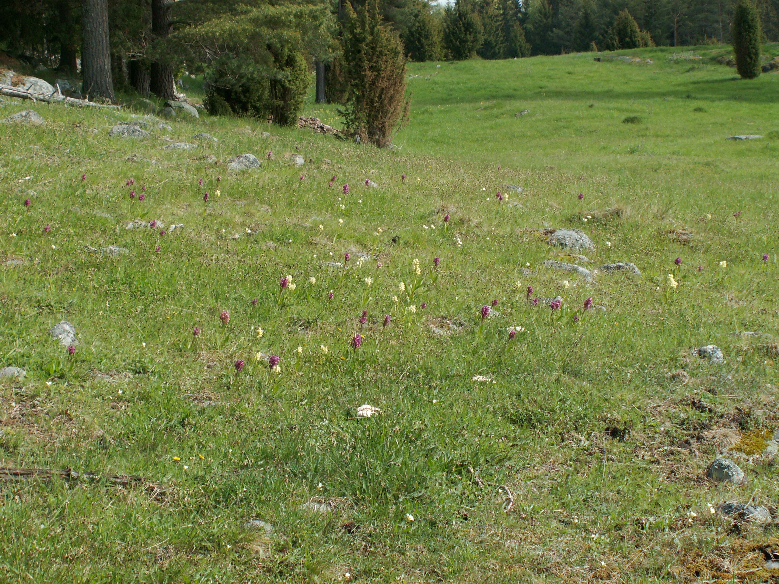 En stor öppen gräsyta med massor av lila och gula blommor. 