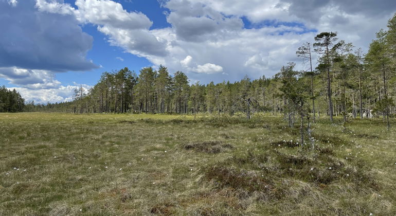 Skogs- och myrmosaik.