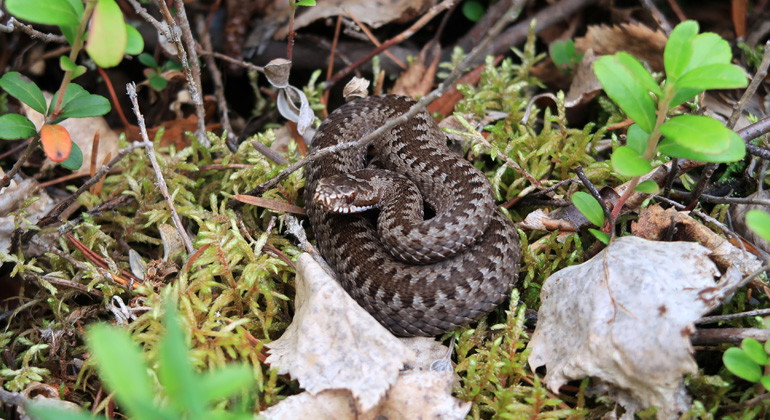 Huggormen
letar gärna föda i områdets skogar, myrar och vattendrag.