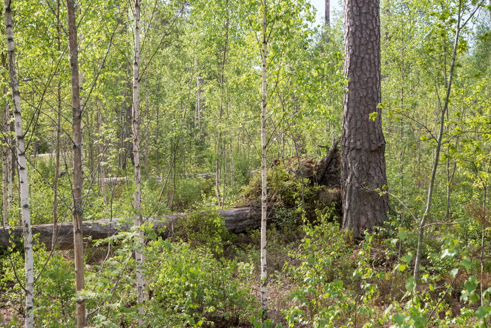 Fotograf: Tobias Ivarsson