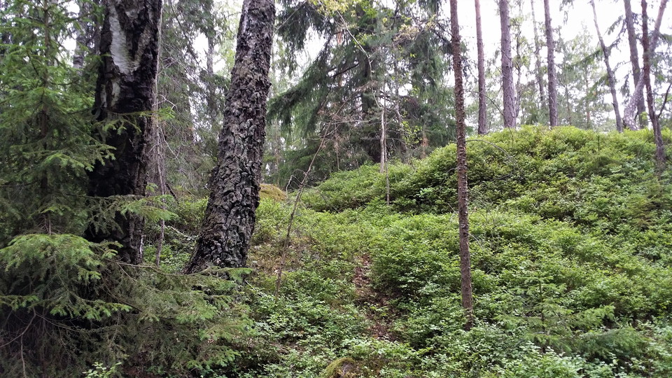 Barrblandskog norr om Rudboda. Foto Lidingö stad