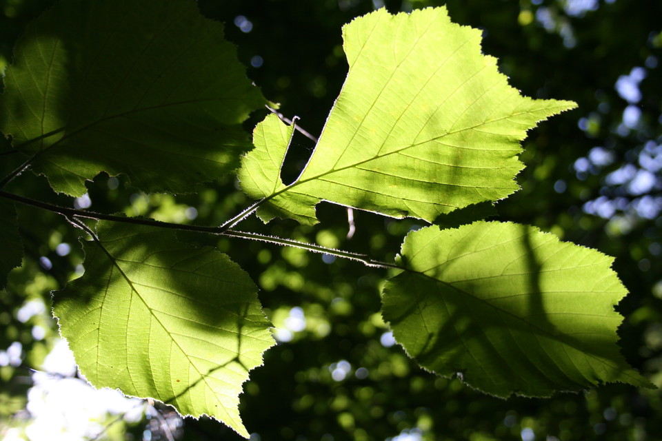 Solen skiner igenom några gröna hasselblad.