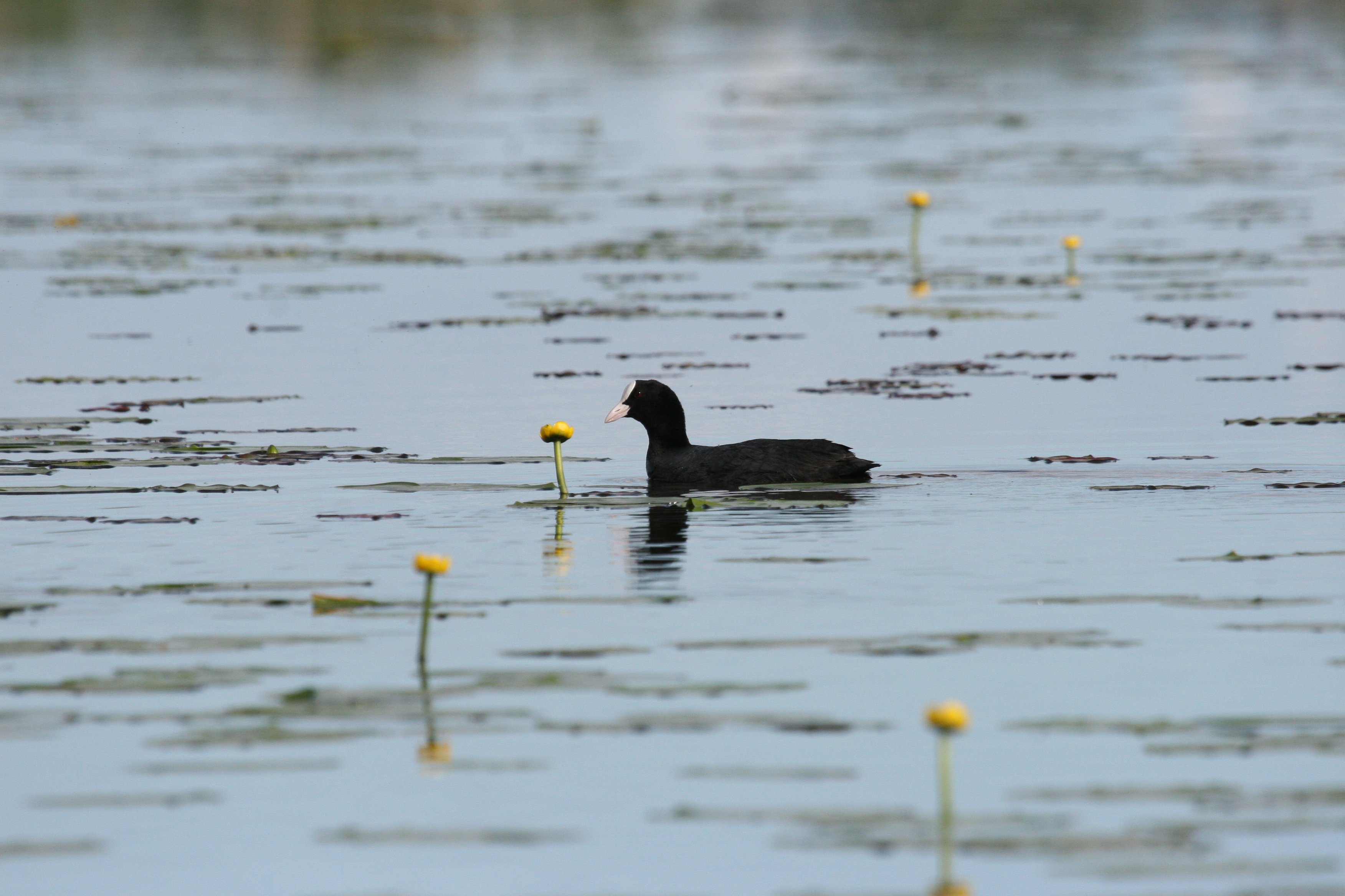 Den vattenlevande fågeln, sothöna simmar i vattnet bland gula näckrosblommor.