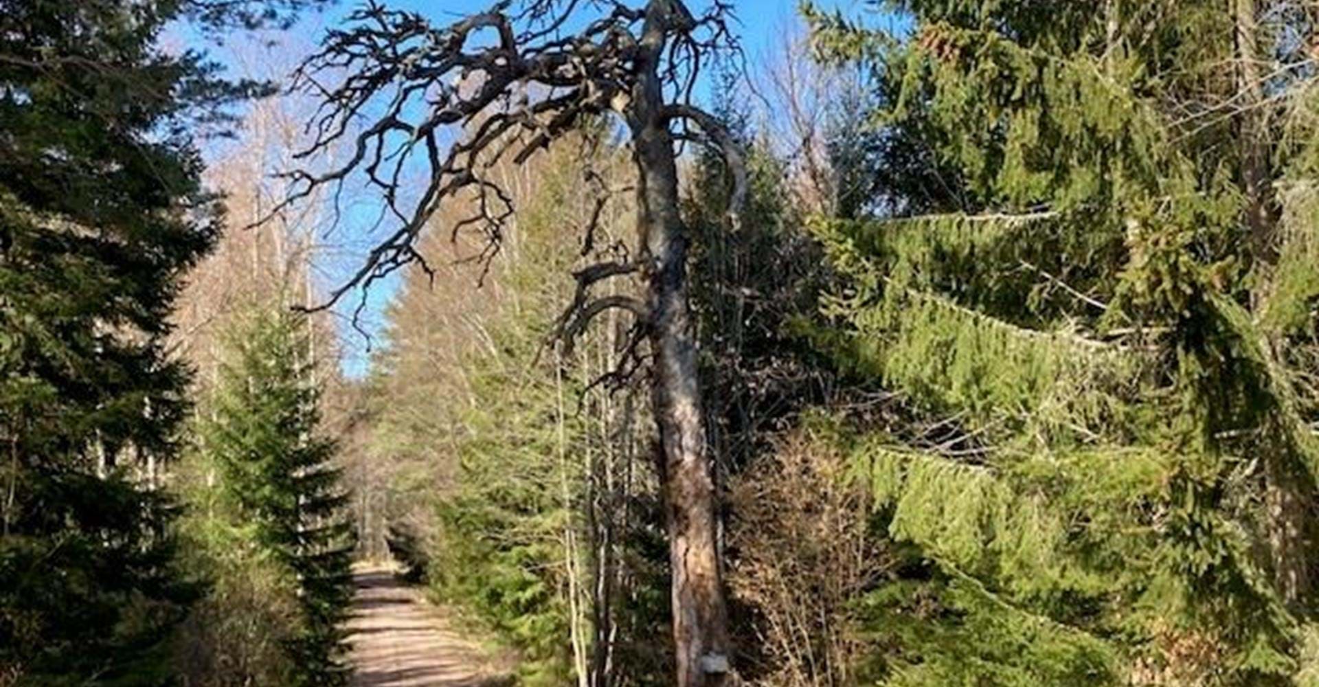 Fagerhulta tall. Etapp Ödeshög-Trehörna