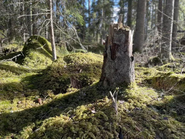 Ullebergsskogen, Naturreservat