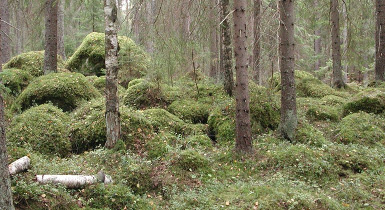 Mossbeklädda stenblock i Bladmyran-Granskogens naturreservat.