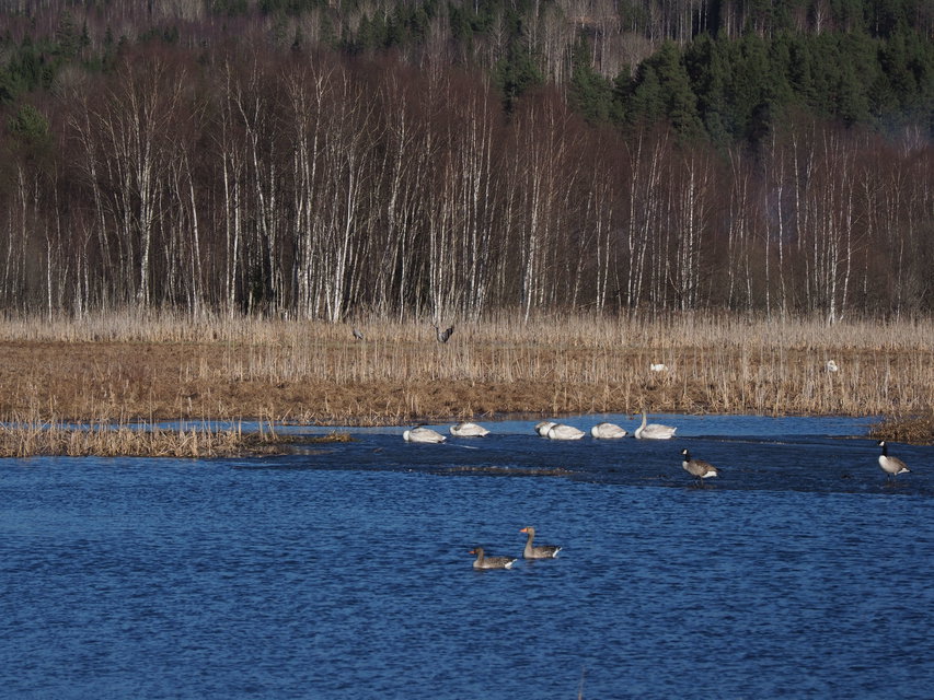 Sångsvanar, grågäss och kanadagäss. I bakgrunden tranor