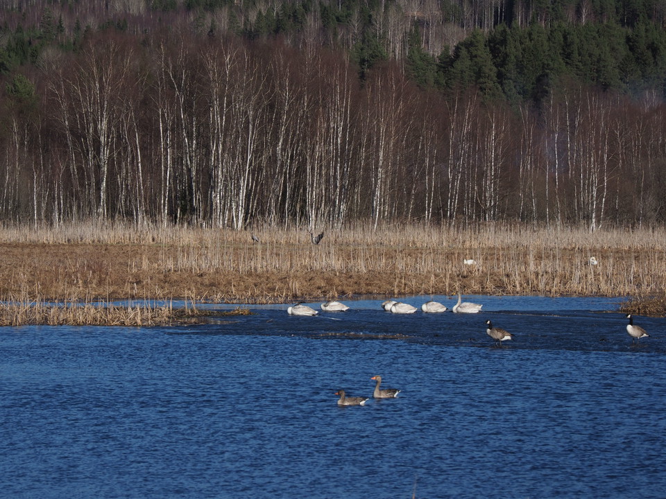 Sångsvanar, grågäss och kanadagäss. I bakgrunden tranor