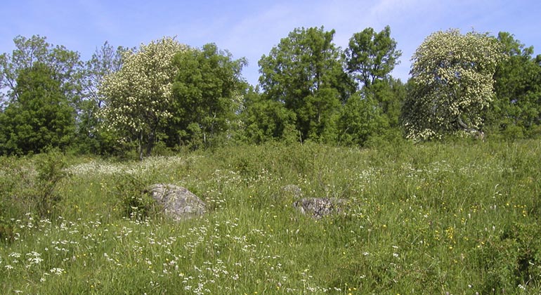 Betsemarken i Latorpsängarna.