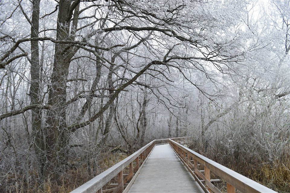 En bred träspång med handräcken går genom kal lövskog. Träden och spången är täckta av frost.
