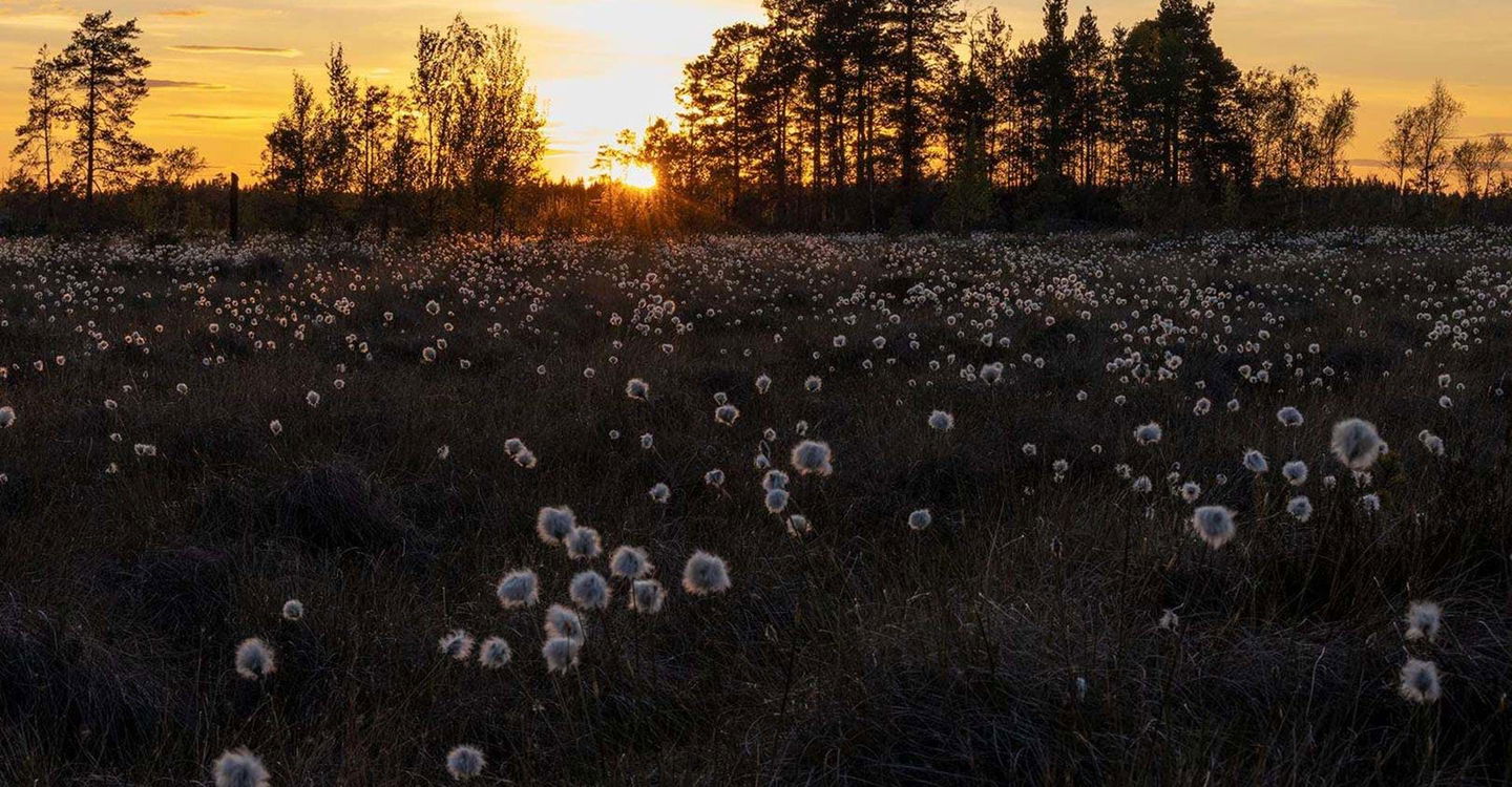 Tuvull.
Kärnskogsmossen.
Motala.