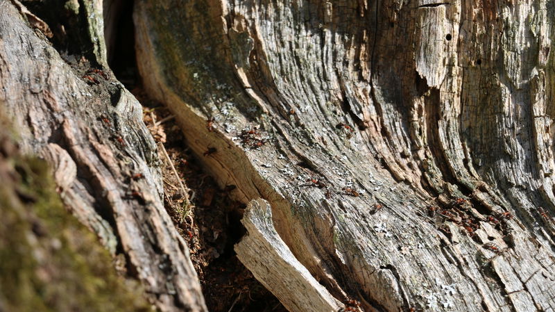 Vandringsled, Jordmarken