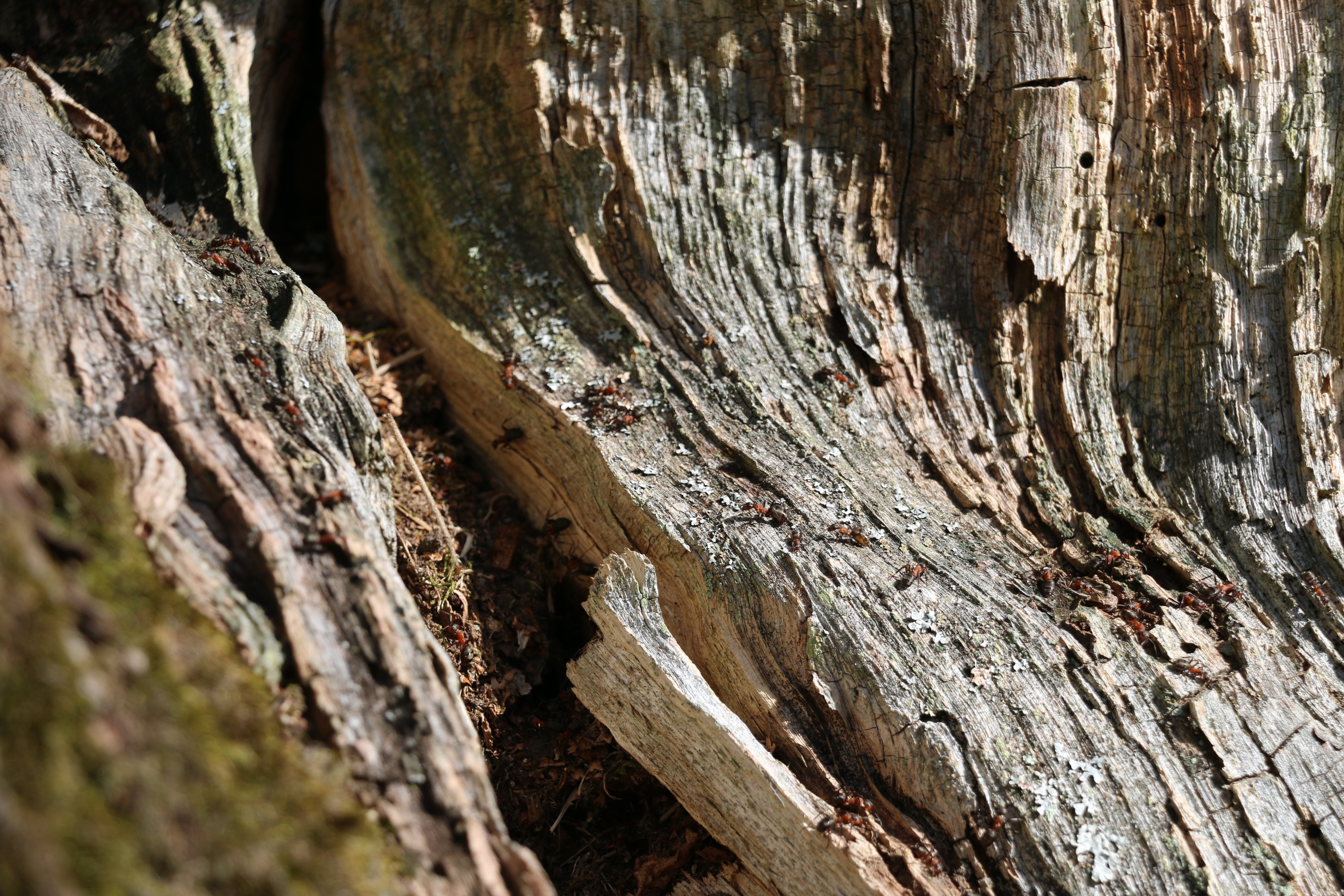 Närbild på ett dött träd där myror bosatt sig.