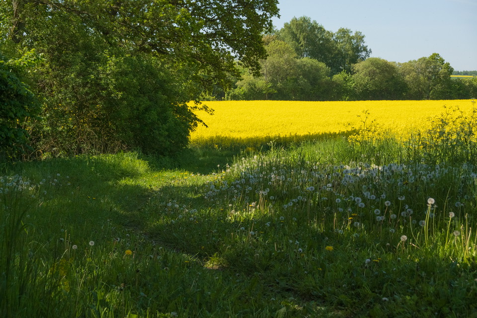 Stig kantad av skog och blommande rapsfält