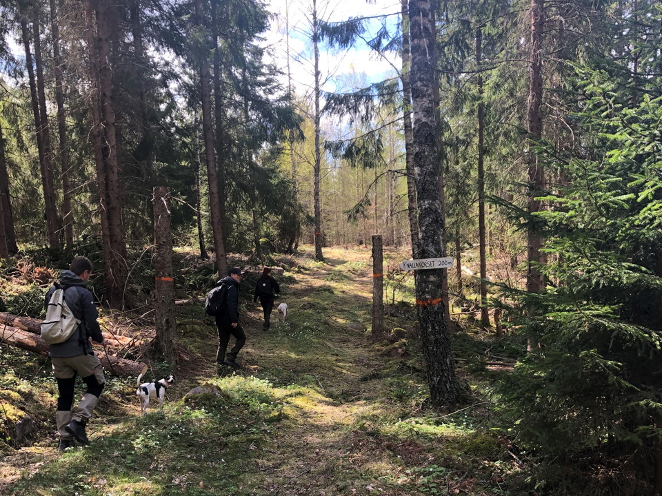 Knallakorset
