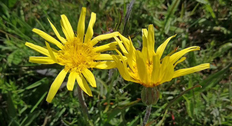 Svinrot.