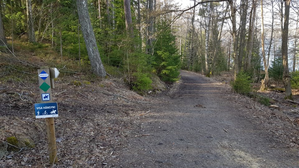 Blandskog vid Fågelöudde knappt 16 km in i Lidingöloppet. Foto Lidingö stad