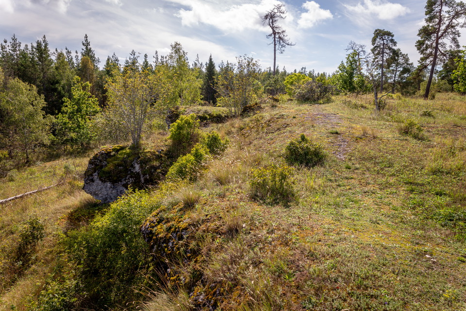 Klintkant med tydlig höjdskillnad i öppen skogsmiljö.