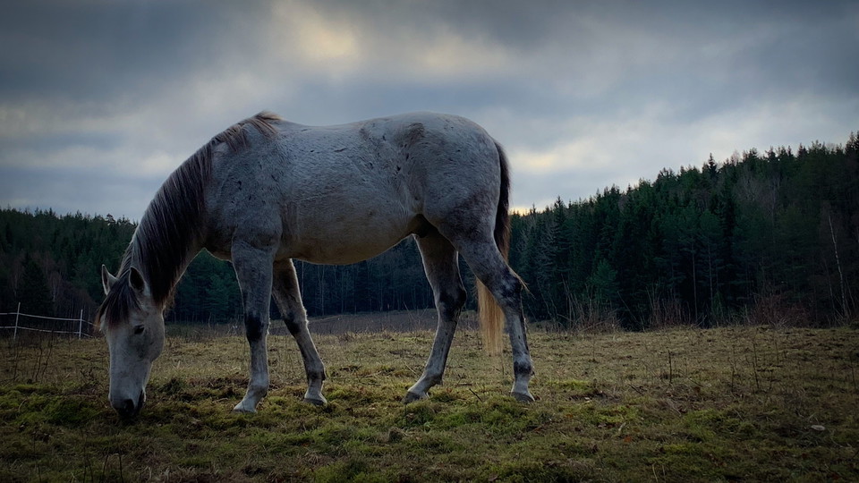 Häst som går och betar.