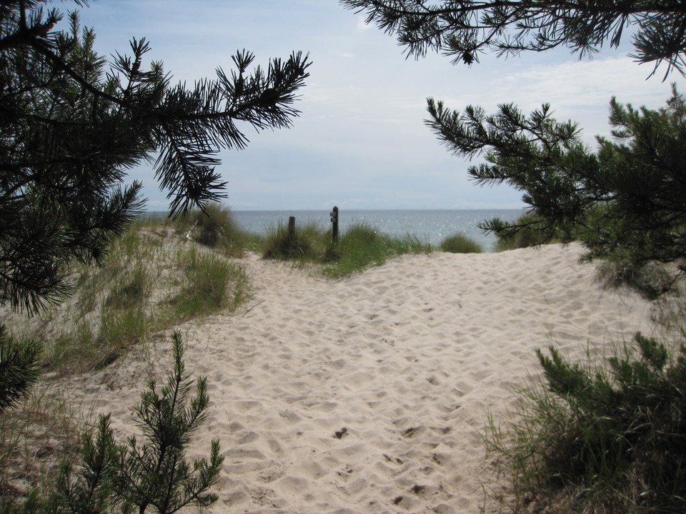 Sandstrand och hav syns mellan tallar.