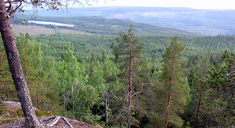 Stor-Klöverhuvudet.