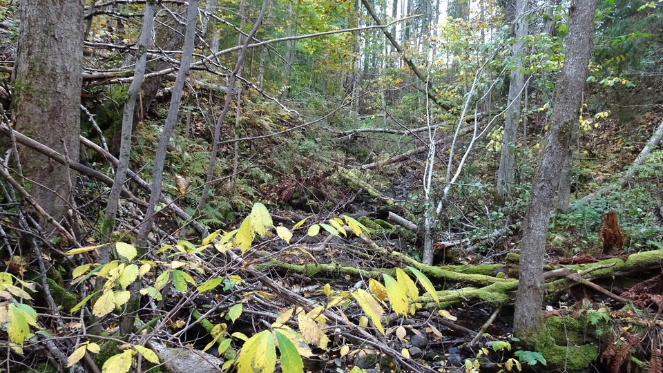 Höstbild. Skrikboravinen.