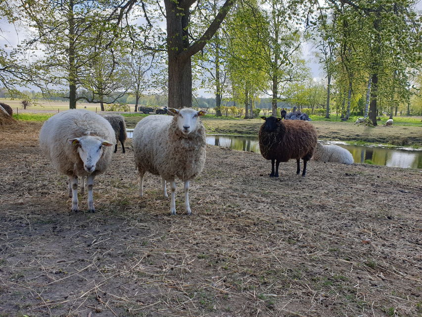 Värmlands Säby Gårds får