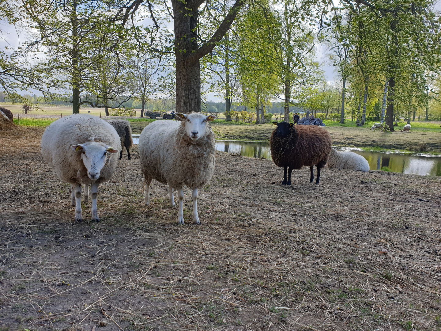Värmlands Säby Gårds får