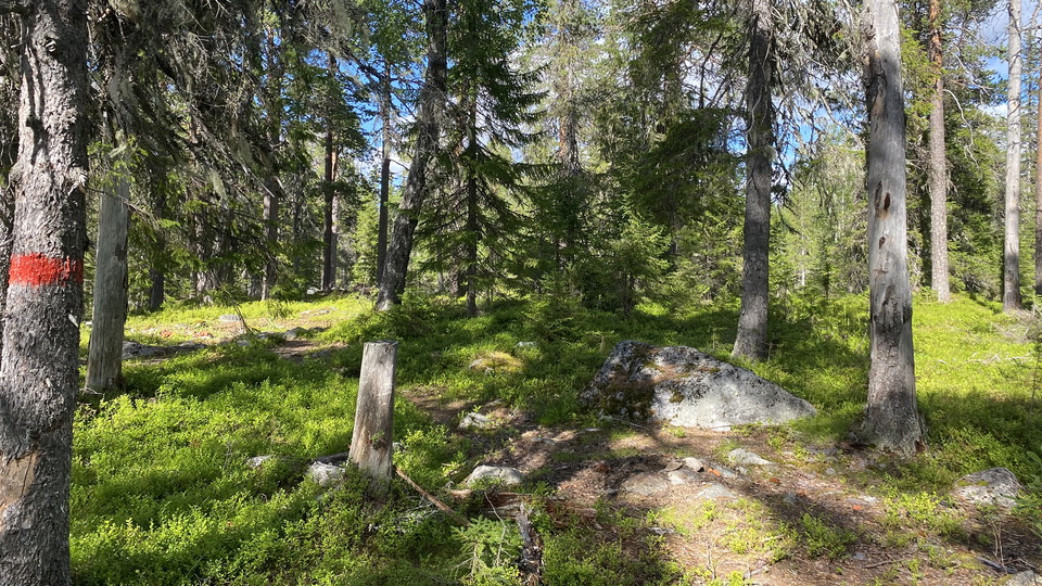A red trail mark on a tree in a coniferous forest.