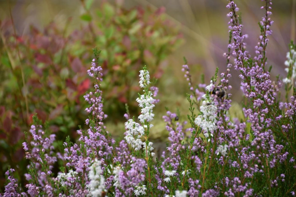 Ljungen blommar, Brännaredsleden.