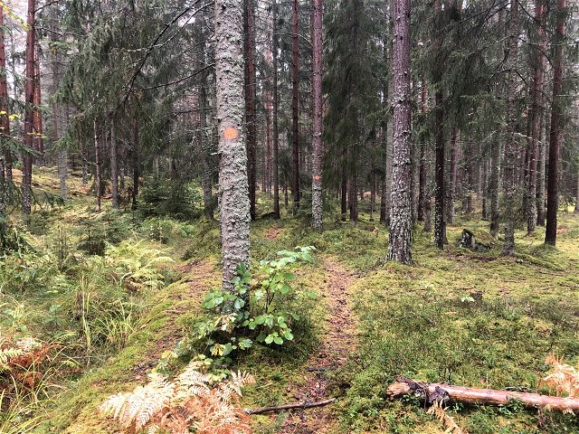 Trail to Björkviksmossen