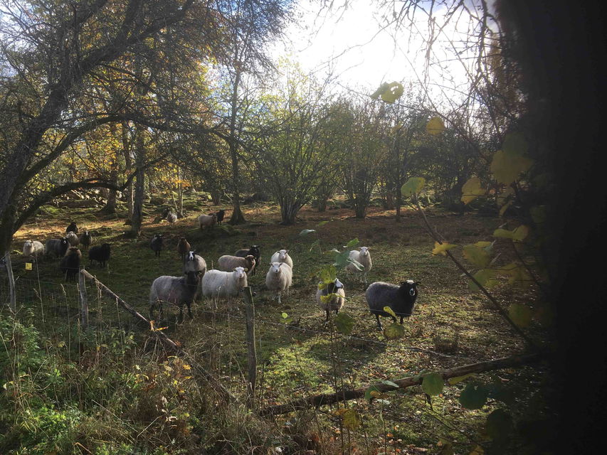 Fårbete i gräsmarken.