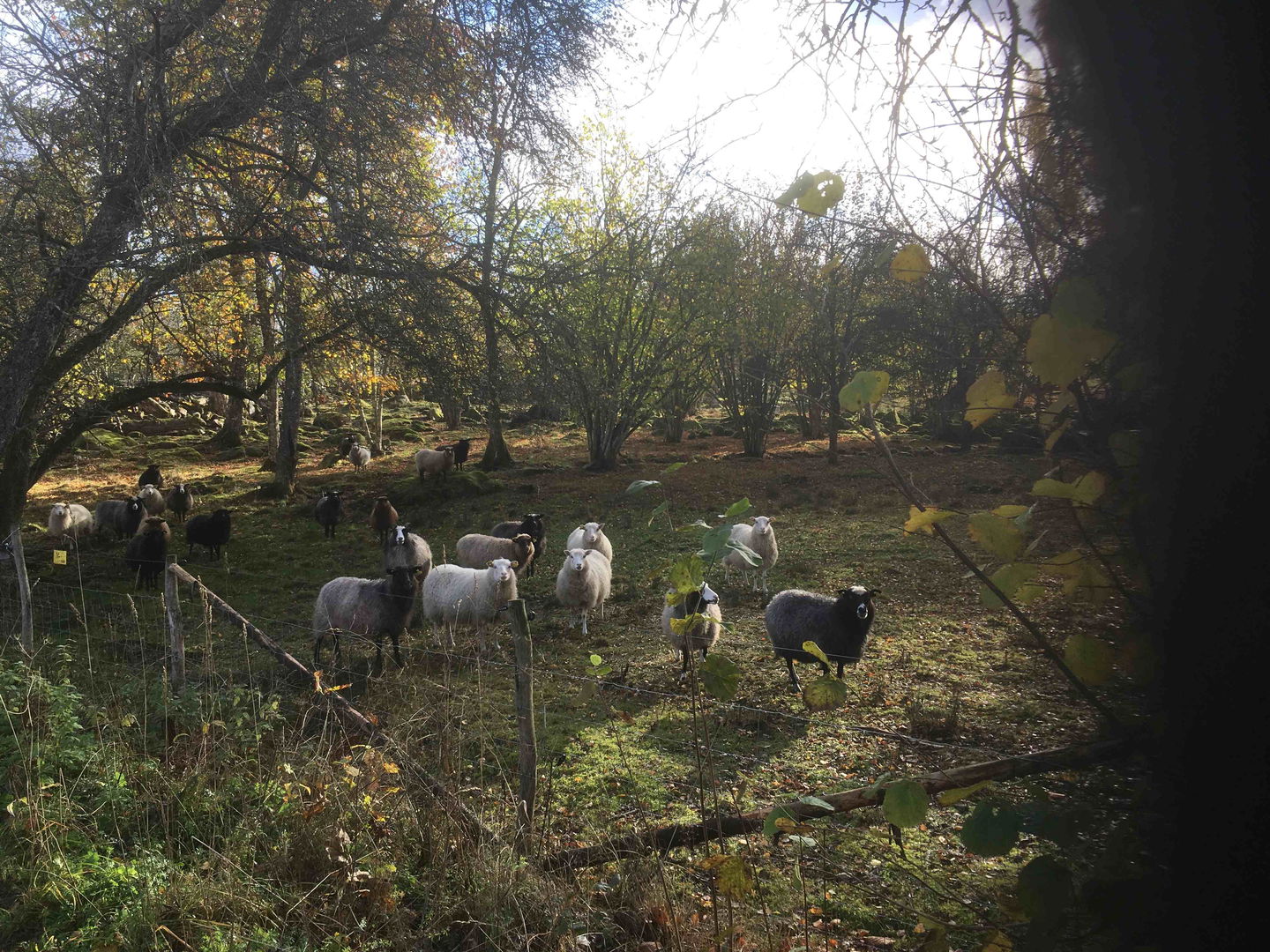 Fårbete i gräsmarken.