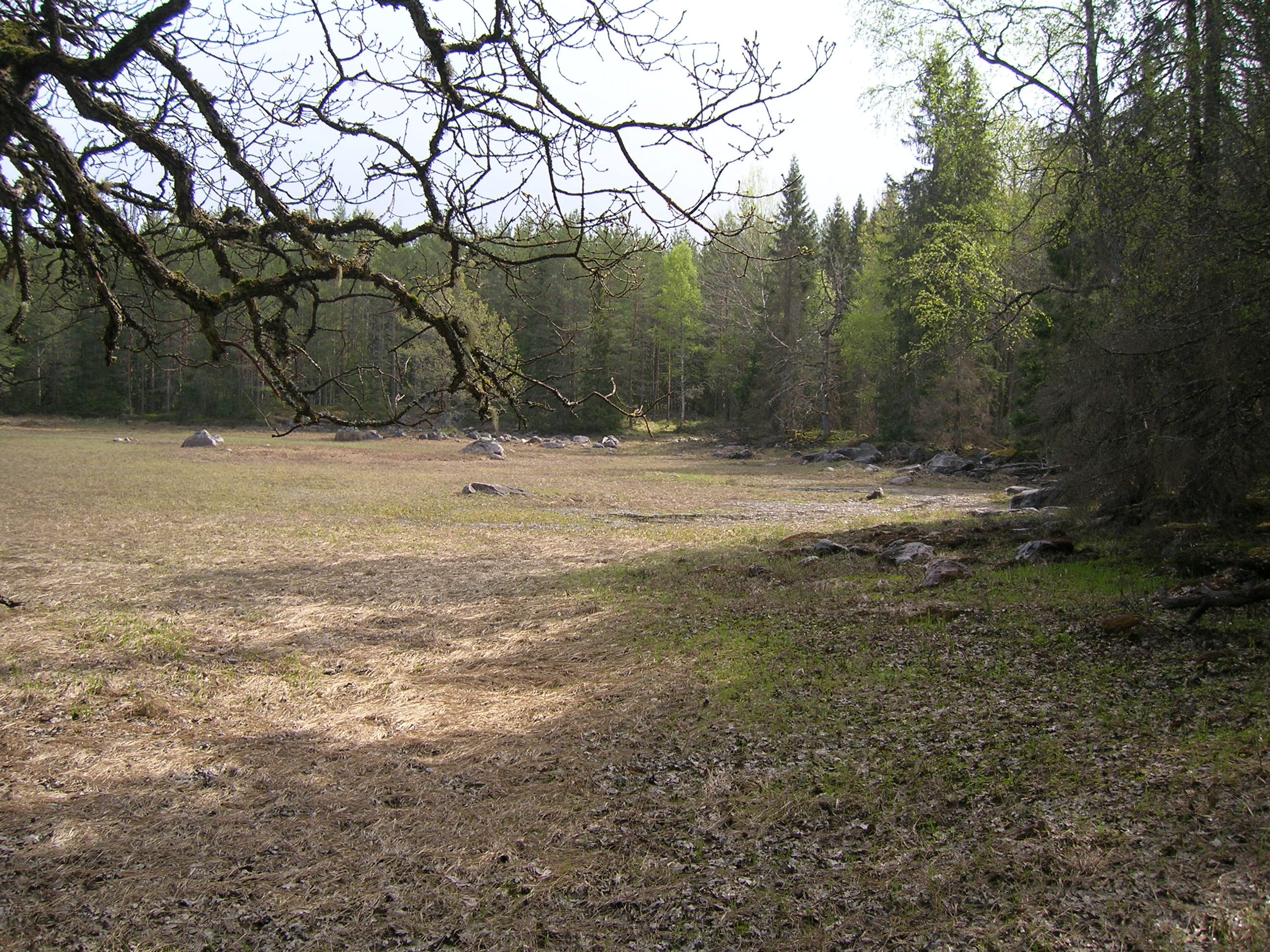 Öppen, torr mark med skog längst utkanterna.