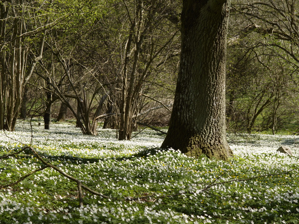 Skälby 4H - Brukshagarna
