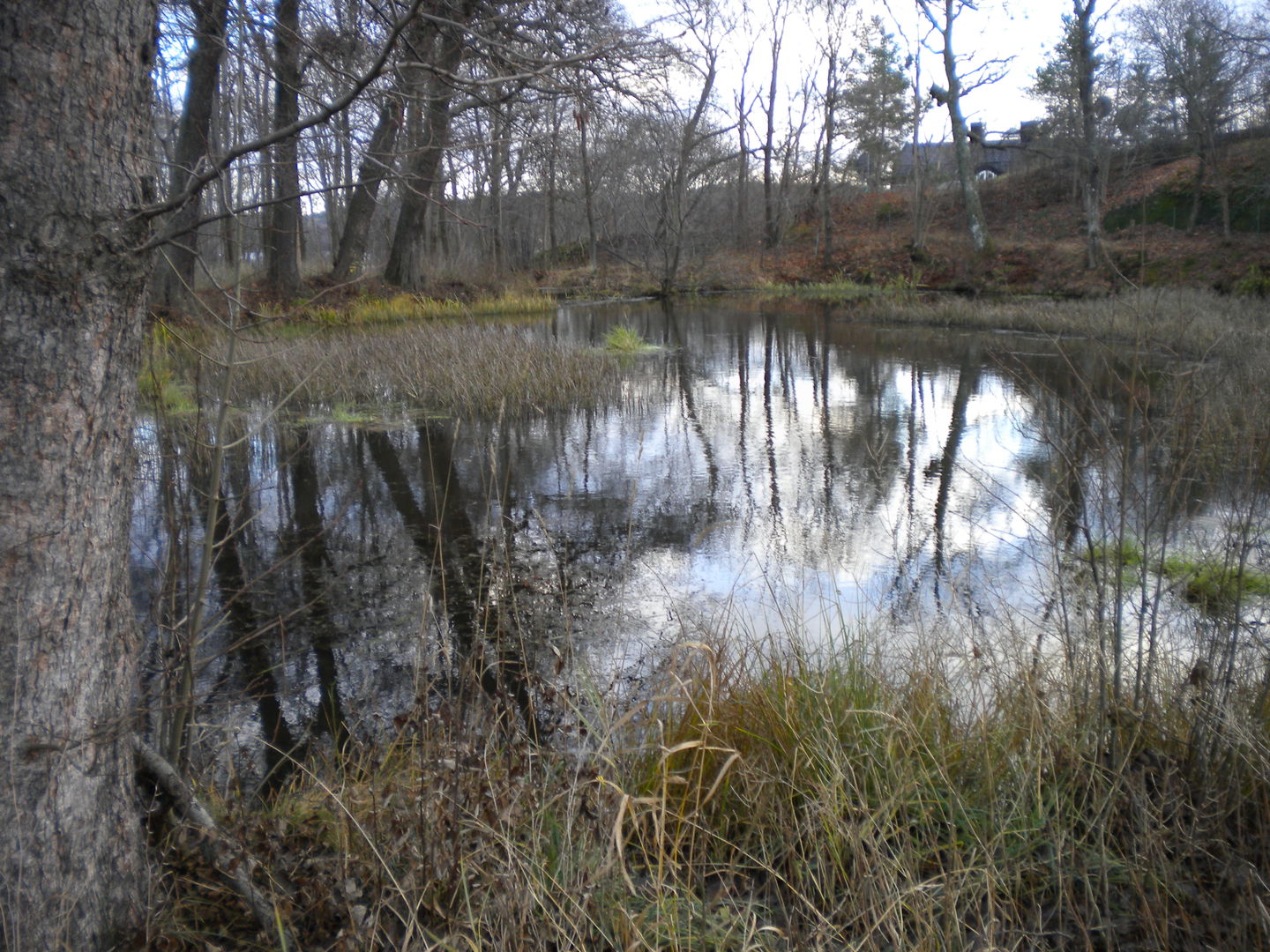 Mölna kvarndamm. Foto Lidingö stad.
