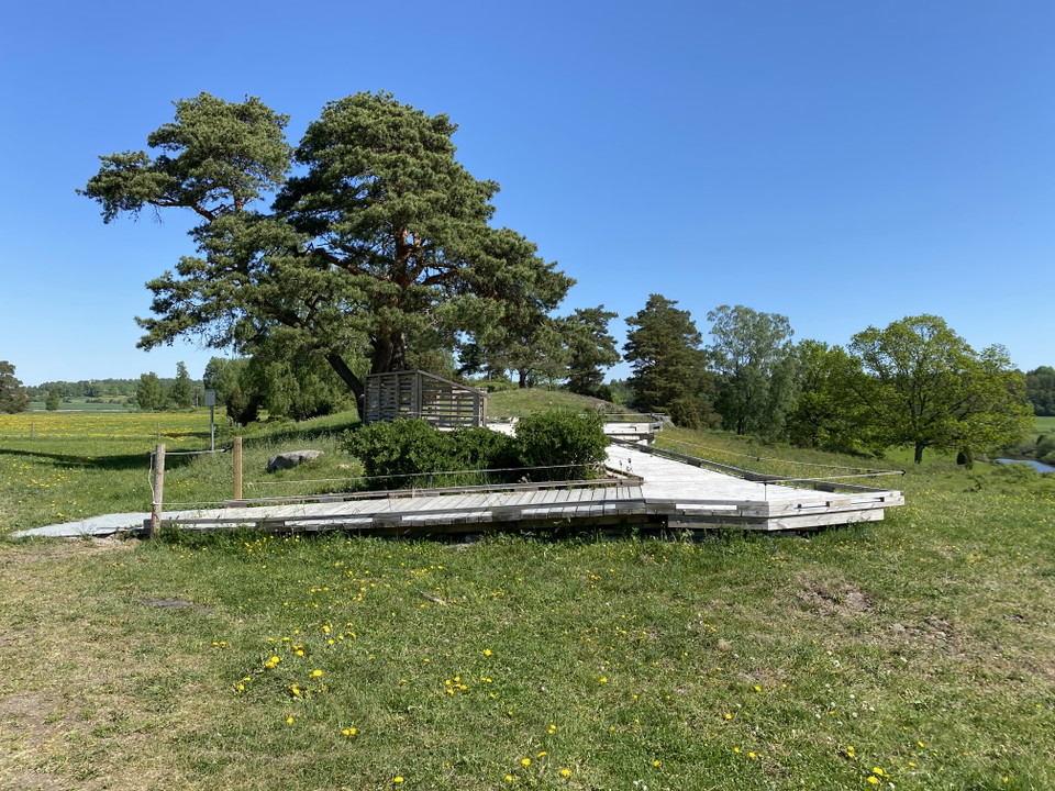 Ramp av trä till en utsiktsplats under en tall i en hage. Sommarbild