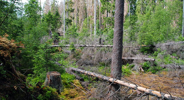 Siggaboda södra, Naturreservat
