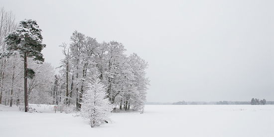 Snötäckta träd står längs en istäckt sjö.