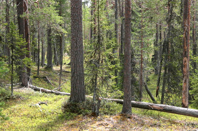 Norrdal