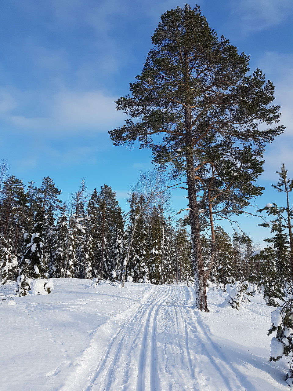 Gott om gamla tallar längs spåret