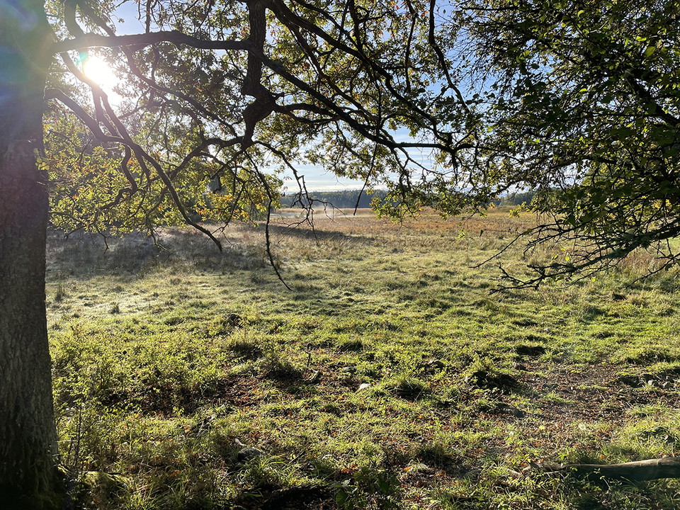 Bild på en strandäng med solljus genom bladverk på lövträd.