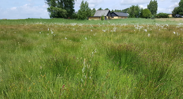 I rikkärren trivs många sällsynta arter.