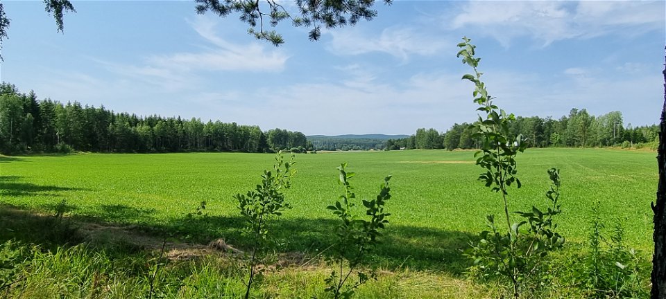 Åkermark omgiven av granskog.
